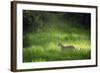 Leopard (Panthera), South Luangwa National Park, Zambia, Africa-Janette Hill-Framed Photographic Print