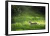 Leopard (Panthera), South Luangwa National Park, Zambia, Africa-Janette Hill-Framed Photographic Print