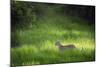 Leopard (Panthera), South Luangwa National Park, Zambia, Africa-Janette Hill-Mounted Photographic Print