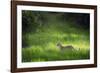 Leopard (Panthera), South Luangwa National Park, Zambia, Africa-Janette Hill-Framed Photographic Print