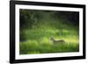 Leopard (Panthera), South Luangwa National Park, Zambia, Africa-Janette Hill-Framed Photographic Print