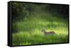 Leopard (Panthera), South Luangwa National Park, Zambia, Africa-Janette Hill-Framed Stretched Canvas