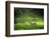 Leopard (Panthera), South Luangwa National Park, Zambia, Africa-Janette Hill-Framed Photographic Print