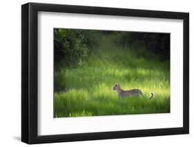 Leopard (Panthera), South Luangwa National Park, Zambia, Africa-Janette Hill-Framed Photographic Print