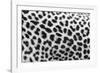 Leopard Patterns-null-Framed Giclee Print