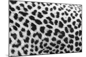 Leopard Patterns-null-Mounted Giclee Print