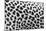 Leopard Patterns-null-Mounted Giclee Print