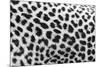 Leopard Patterns-null-Mounted Giclee Print