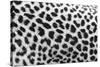 Leopard Patterns-null-Stretched Canvas