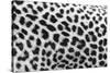 Leopard Patterns-null-Stretched Canvas