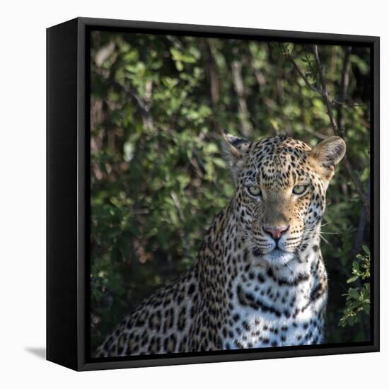 Leopard Portrait, Close Up-Sheila Haddad-Framed Stretched Canvas