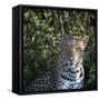 Leopard Portrait, Close Up-Sheila Haddad-Framed Stretched Canvas