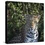 Leopard Portrait, Close Up-Sheila Haddad-Stretched Canvas