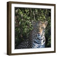 Leopard Portrait, Close Up-Sheila Haddad-Framed Photographic Print