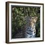 Leopard Portrait, Close Up-Sheila Haddad-Framed Photographic Print