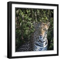 Leopard Portrait, Close Up-Sheila Haddad-Framed Photographic Print