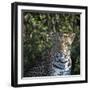 Leopard Portrait, Close Up-Sheila Haddad-Framed Photographic Print