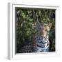 Leopard Portrait, Close Up-Sheila Haddad-Framed Photographic Print