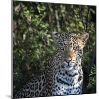 Leopard Portrait, Close Up-Sheila Haddad-Mounted Photographic Print