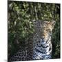 Leopard Portrait, Close Up-Sheila Haddad-Mounted Photographic Print