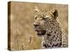 Leopard Portrait, Tanzania-Edwin Giesbers-Stretched Canvas