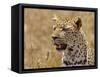 Leopard Portrait, Tanzania-Edwin Giesbers-Framed Stretched Canvas
