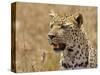 Leopard Portrait, Tanzania-Edwin Giesbers-Stretched Canvas