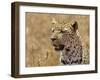 Leopard Portrait, Tanzania-Edwin Giesbers-Framed Photographic Print