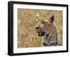 Leopard Portrait, Tanzania-Edwin Giesbers-Framed Photographic Print