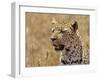 Leopard Portrait, Tanzania-Edwin Giesbers-Framed Photographic Print