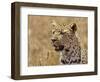 Leopard Portrait, Tanzania-Edwin Giesbers-Framed Photographic Print