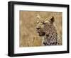 Leopard Portrait, Tanzania-Edwin Giesbers-Framed Photographic Print