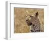 Leopard Portrait, Tanzania-Edwin Giesbers-Framed Photographic Print