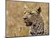 Leopard Portrait, Tanzania-Edwin Giesbers-Mounted Photographic Print