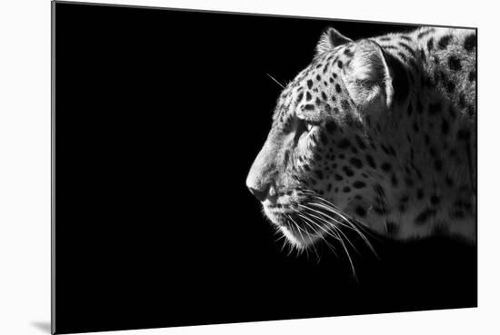 Leopard Portrait-Reddogs-Mounted Art Print