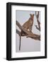 Leopard Portrait-Rob Darby-Framed Photographic Print