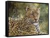 Leopard Portrait-Jeff Tift-Framed Stretched Canvas