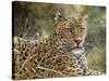 Leopard Portrait-Jeff Tift-Stretched Canvas