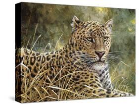 Leopard Portrait-Jeff Tift-Stretched Canvas