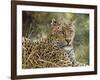 Leopard Portrait-Jeff Tift-Framed Giclee Print