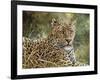 Leopard Portrait-Jeff Tift-Framed Giclee Print