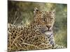 Leopard Portrait-Jeff Tift-Mounted Giclee Print