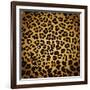 Leopard Print-Sonet999-Framed Art Print