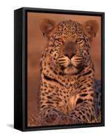 Leopard Relaxing at Animal Rehabilitation Farm, Namibia-Theo Allofs-Framed Stretched Canvas