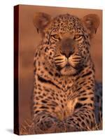 Leopard Relaxing at Animal Rehabilitation Farm, Namibia-Theo Allofs-Stretched Canvas