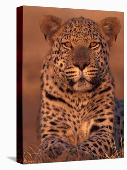 Leopard Relaxing at Animal Rehabilitation Farm, Namibia-Theo Allofs-Stretched Canvas