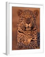 Leopard Relaxing at Animal Rehabilitation Farm, Namibia-Theo Allofs-Framed Premium Photographic Print