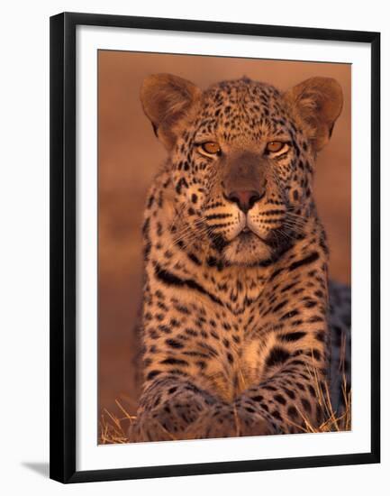 Leopard Relaxing at Animal Rehabilitation Farm, Namibia-Theo Allofs-Framed Premium Photographic Print