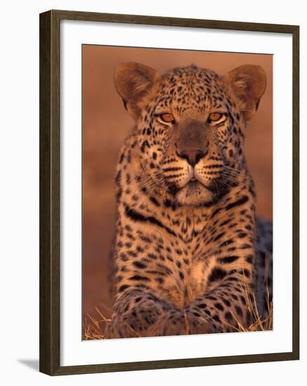 Leopard Relaxing at Animal Rehabilitation Farm, Namibia-Theo Allofs-Framed Premium Photographic Print
