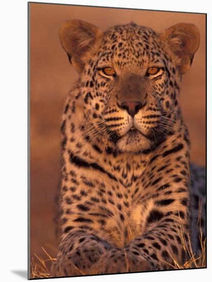 Leopard Relaxing at Animal Rehabilitation Farm, Namibia-Theo Allofs-Mounted Premium Photographic Print
